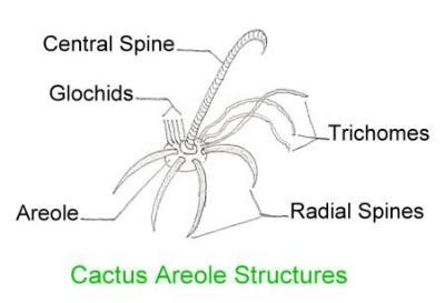 [Cactus Areole]