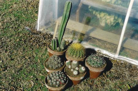 [Large Cacti]