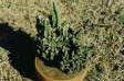 [Cereus tetragonus monstrose]