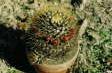 [Mammillaria nivosa]