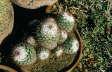 [Mammillaria bombycina]