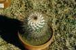 [Unknown Mammillaria species]