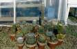 [Small to Medium Cacti]