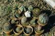 [Small Cacti]
