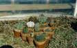 [Small Cacti]