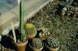 [Large Cacti]