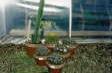 [Large Cacti]