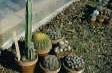 [Large Cacti]