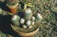 [Mammillaria bombycina]