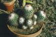 [Mammillaria bombycina]