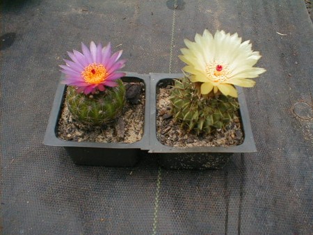 [Two Notocacti]