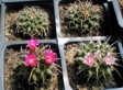[Mammillaria magnimamma]