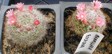 [Mammillaria bocasana]
