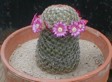 [Mammillaria matudae]