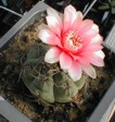 [Gymnocalycium baldianum]