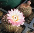 [Notocactus rutilans]