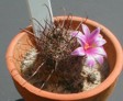 [Mammillaria microcarpa]