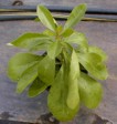 [Pereskia grandifolia]