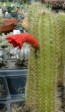[Borzicactus samaipatanus]