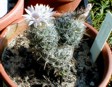 [Escobaria tuberculosa]