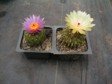 [Two Notocacti]