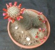 [Unknown Mammillaria]