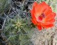[Echinocereus triglochidiatus]