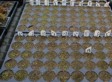[Young Seedlings]