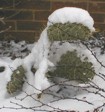 [Snow-covered Opuntia]