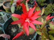 [Hatiora gaertneri]