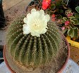 [Notocactus claviceps]