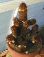 [Mammillaria elongata]