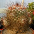 [Unknown Mammillaria]