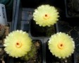 [Notocactus ottonis]