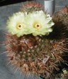[Notocactus schlosseri]