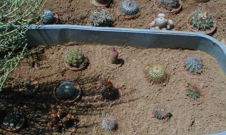 [Shaded Plants - Opuntia leptocaulis]