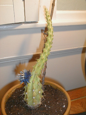 CactusMuseum.com - Cactus Disease Photos (Etiolation)