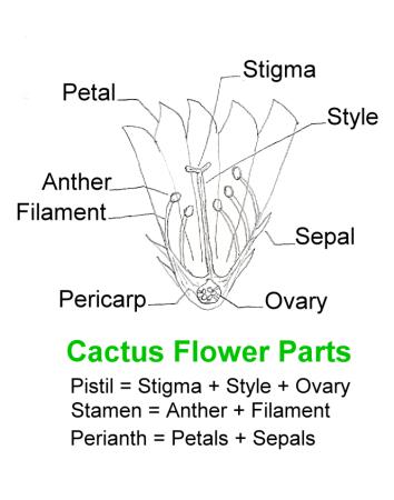 [Cactus Flower]