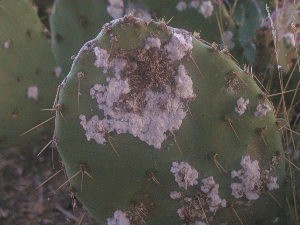 [Mealybugs]