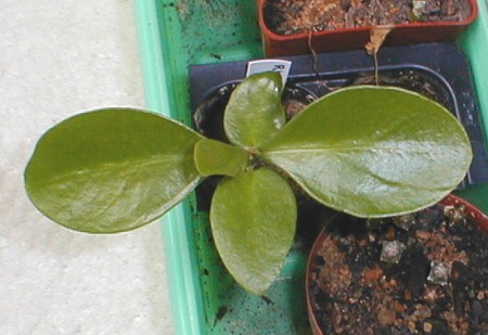 [Pereskia seedling]