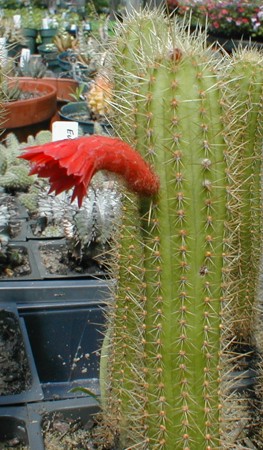 [Photo of Borzicactus samaipatanus]