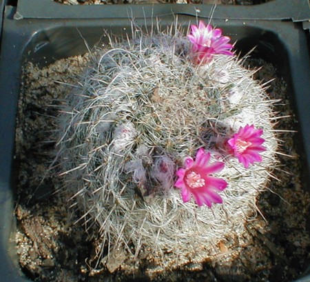 [Photo of Mammillaria hahniana or the Old Lady Cactus]