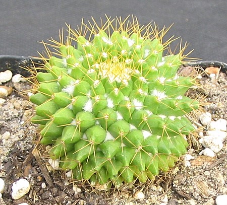 [Photo of Mammillaria marksiana or the Cabeza de Viejo]