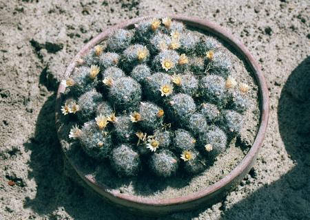 [Photo of Mammillaria prolifera or the Golden Lace Cactus]