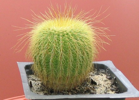 [Photo of Notocactus leninghausii or the Golden Ball Cactus]