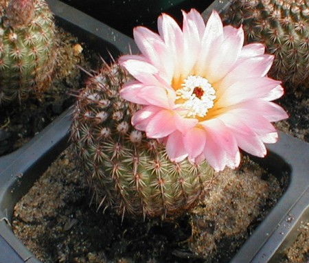 [Photo of Notocactus rutilans]