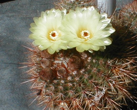 [Photo of Notocactus schlosseri]