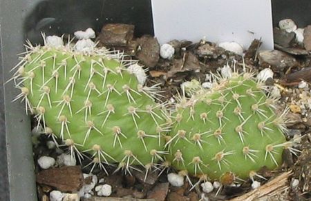 [Photo of Opuntia picardoi or the Miniature Prickly Pear]