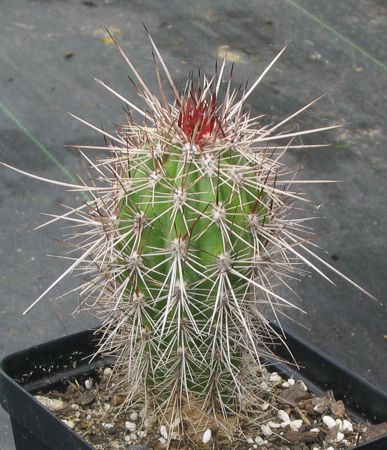[Photo of Pachycereus pringlei or the Elephant Cactus]