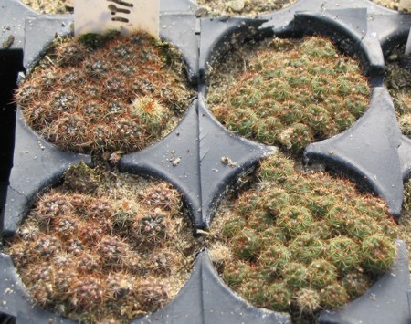 [Young Seedlings]